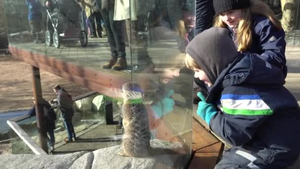 Kinder betrachten das Erdmännchen im Kopenhagener Zoo, Dänemark 20. Februar 2019 — Stockvideo