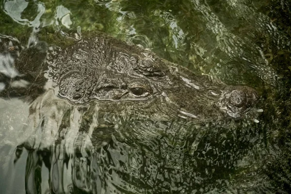 Head of a crocodile in clear water, close-up view. Portrait Of A Crocodile. Menacing predatory big crocodile lying in calm water close up — 스톡 사진