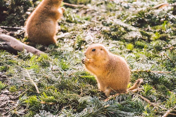 Közelkép egy alpesi mormota evésről. Felnőtt Brown Alpine Marmot közelkép. Marmota Marmota vagyok. alpesi mormota és mancsokkal eszik. Sok mókusrágcsáló eszik ételt. — Stock Fotó