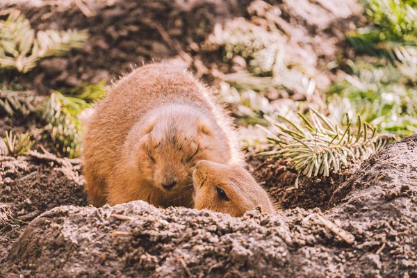 Közelkép egy alpesi mormota evésről. Felnőtt Brown Alpine Marmot közelkép. Marmota Marmota vagyok. alpesi mormota és mancsokkal eszik. Sok mókusrágcsáló eszik ételt. — Stock Fotó