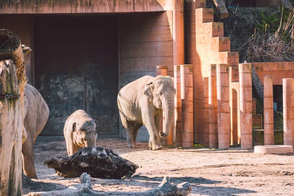 Afrikanska elefantbarnet och mamma. Djurvärlden. Elefantfamilj mamma och barn gå på deras territorium i soligt väder — Stockfoto