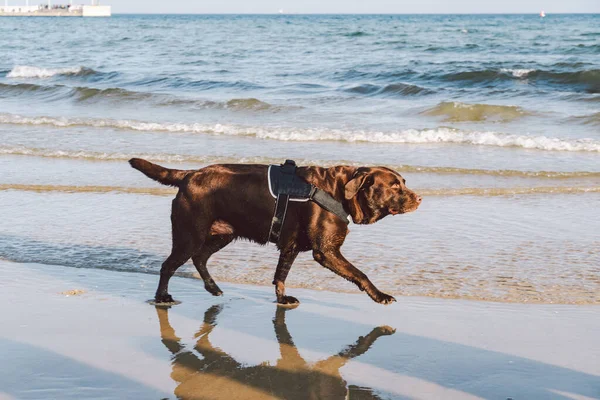 Portrait of a chocolate labrador in front of the sea. brown labrador retriever dog on the beach. A pet walks along a sandy beach, the shore of the Baltic Sea in Sopot, Poland