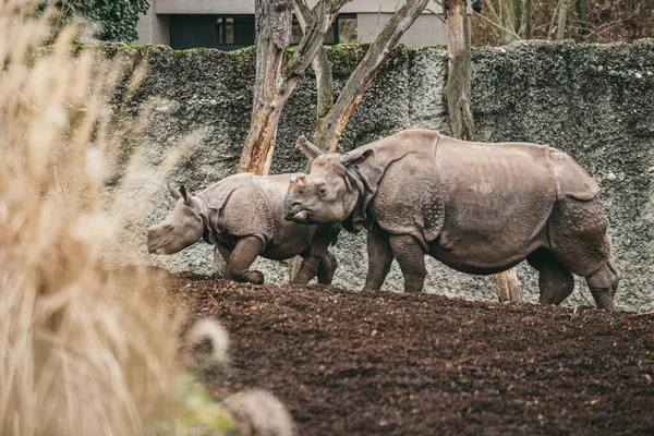 Mother And Baby Rhino. Indian rhinoceros with calf. Rhinoceros unicornis. Female rhino with its newborn baby.