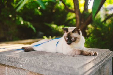 Yaz bahçesinde tasmalı güzel bir kedinin portresi. Evcil hayvanlar parkta geziyor. Genç kedi, siyam tipi, Mekong kısa kuyruklu açık hava. Kuyruksuz iki renkli kedi. Mekong kısa kuyruklu cins..