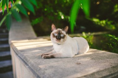 Bahçede tasmalı bir ev kedisi. Breed Mekong kısa kuyruklu mavi gözlü erkek kedi. Güzel cins kedi Mekongsky Kısakuyruk. Tasmalı bir hayvan. Kedi arka bahçede mavi bir tasmayla yürüyor..