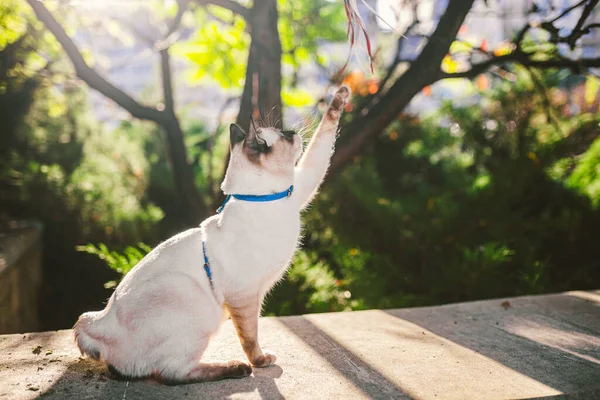 夏天花园里一只漂亮的猫戴着皮带的画像 宠物在公园里进行户外探险 暹罗型 湄公河尾户外 两只没有尾巴的彩猫湄公河山尾品种 — 图库照片