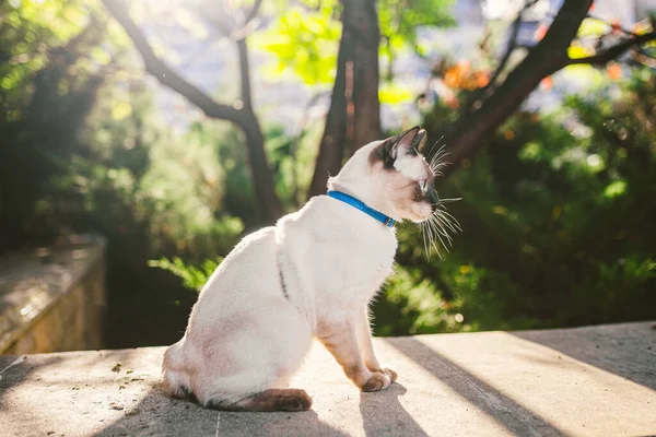 Siamese cat male Mekong Bobtail breed outdoors in a park. The cat walks with a blue leash in the backyard. Safe pet walk theme. domestic cat on a leash outdoor.