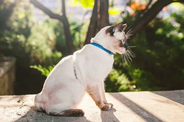 Una Gata Casera Con Correa Jardín Gato Macho Ojos Azules —  Fotos de Stock