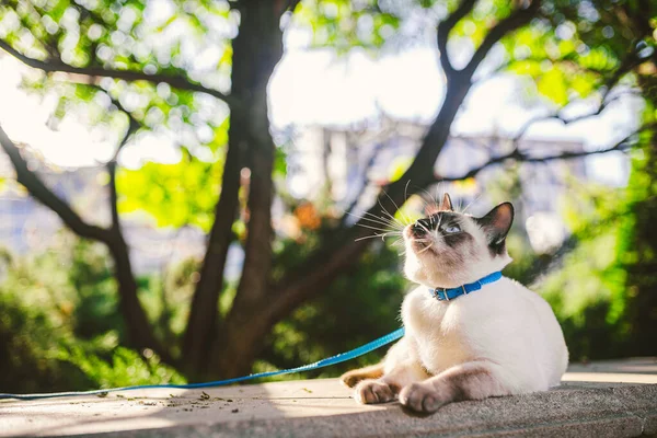 Chat Domestique Laisse Dans Jardin Chat Mâle Aux Yeux Bleus — Photo