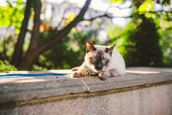 Mekong Bobtail Mâle Chat Siamois Reproduisent Extérieur Dans Parc Chat — Photo