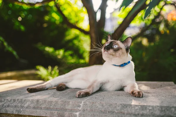 Eine Hauskatze Der Leine Garten Blauäugige Katze Der Rasse Mekong — Stockfoto