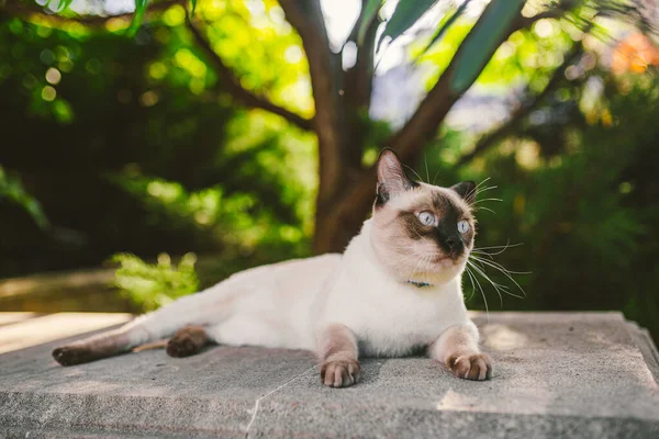 Retrato Hermoso Gato Con Correas Jardín Verano Mascotas Caminando Aventura —  Fotos de Stock