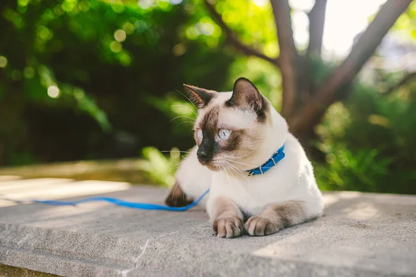 Eine Hauskatze Der Leine Garten Blauäugige Katze Der Rasse Mekong — Stockfoto