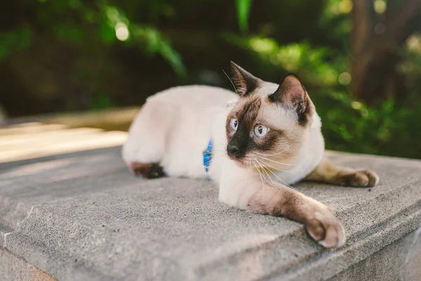 Portrait Beau Chat Laisse Dans Jardin Été Animaux Marchant Aventure — Photo