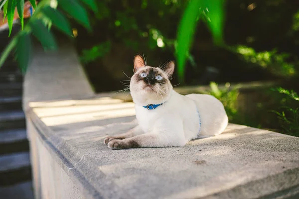 Siamese cat male Mekong Bobtail breed outdoors in a park. The cat walks with a blue leash in the backyard. Safe pet walk theme. domestic cat on a leash outdoor.