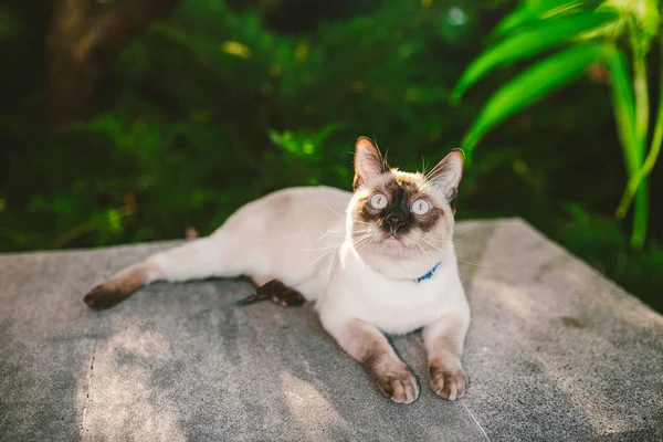 Portrait Beau Chat Laisse Dans Jardin Été Animaux Marchant Aventure — Photo