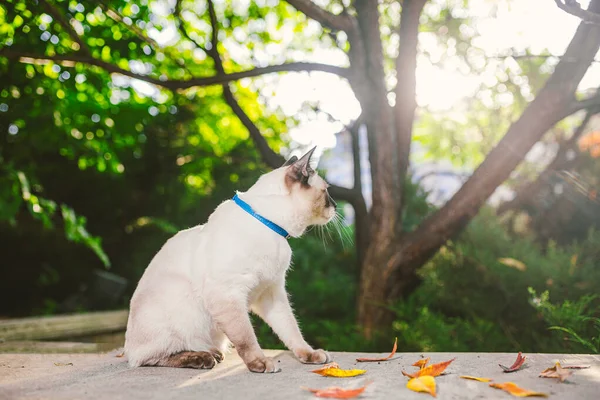 Πορτρέτο Μιας Όμορφης Γάτας Λουριά Στον Καλοκαιρινό Κήπο Κατοικίδια Ζώα — Φωτογραφία Αρχείου