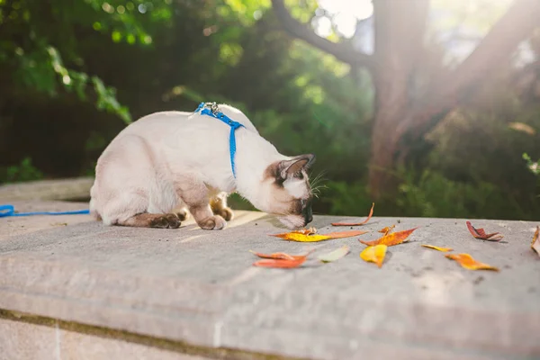 Chat Domestique Laisse Dans Jardin Chat Mâle Aux Yeux Bleus — Photo