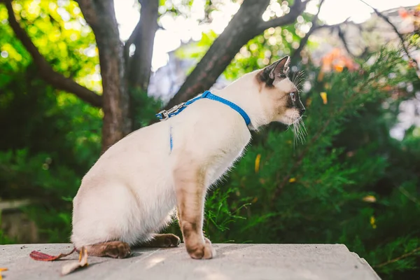 Eine Hauskatze Der Leine Garten Blauäugige Katze Der Rasse Mekong — Stockfoto