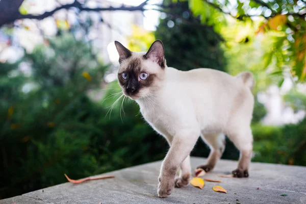 庭の綱の上に猫がいる 青い目の雄の繁殖地メコン ボブテール 美しい品種の猫Mekongsky Bobail 紐の上にペット 猫は裏庭で青い綱で歩く — ストック写真