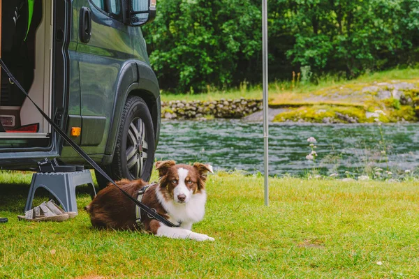 trip with pet. Happy Brown Dog Border Collie travel by car. Border Collie dog sitting near car camping on green grass near mountain river in norway. Holiday with camper and dog. doggy ready for travel