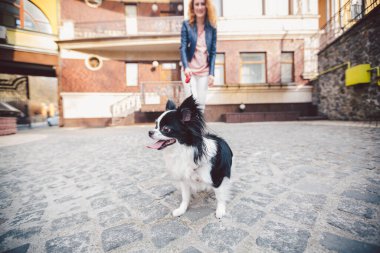 Şehir caddesinde köpeği olan bir kadın. Genç, kızıl saçlı, beyaz bir kadın Avrupa caddesinde iki renkli küçük bir Chihuahua köpeğiyle yürüyor. Chihuahua ile yürüyüş egzersizi..