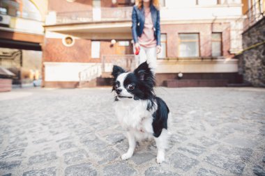 Tema evcil hayvanla yürümek. Avrupa 'daki eski bir evde tasmalı beyaz kadın ve chihuahua köpeği. Sahibi ile köpek chihuahua. Konu, insan ve hayvanın arkadaşlığı..