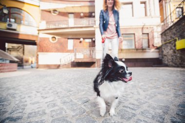 Şehir caddesinde köpeği olan bir kadın. Genç, kızıl saçlı, beyaz bir kadın Avrupa caddesinde iki renkli küçük bir Chihuahua köpeğiyle yürüyor. Chihuahua ile yürüyüş egzersizi..