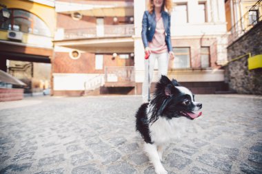 Kadın ve köpek. Dışarıda, mutlu. Tema, insan ve hayvanın arkadaşlığı. Chihuahua 'lı kız. Genç kadın ve köpeği Chihuahua sokakta yürüyorlar. Köpek tasmasını çekiyor..