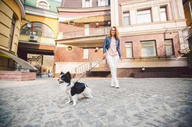 Şehir caddesinde köpeği olan bir kadın. Genç, kızıl saçlı, beyaz bir kadın Avrupa caddesinde iki renkli küçük bir Chihuahua köpeğiyle yürüyor. Chihuahua ile yürüyüş egzersizi..