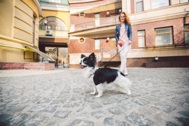 Tema evcil hayvanla yürümek. Avrupa 'daki eski bir evde tasmalı beyaz kadın ve chihuahua köpeği. Sahibi ile köpek chihuahua. Konu, insan ve hayvanın arkadaşlığı..