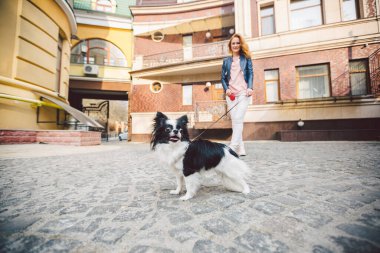 Şehir caddesinde köpeği olan bir kadın. Genç, kızıl saçlı, beyaz bir kadın Avrupa caddesinde iki renkli küçük bir Chihuahua köpeğiyle yürüyor. Chihuahua ile yürüyüş egzersizi..