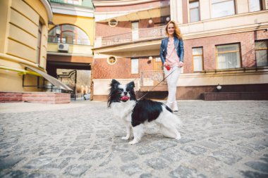 Kadın ve köpek. Dışarıda, mutlu. Tema, insan ve hayvanın arkadaşlığı. Chihuahua 'lı kız. Genç kadın ve köpeği Chihuahua sokakta yürüyorlar. Köpek tasmasını çekiyor..