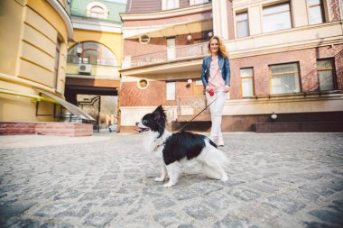 Tema evcil hayvanla yürümek. Avrupa 'daki eski bir evde tasmalı beyaz kadın ve chihuahua köpeği. Sahibi ile köpek chihuahua. Konu, insan ve hayvanın arkadaşlığı..