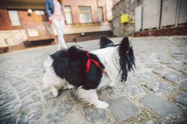 Camminata Tema Con Animale Domestico Giovane Donna Caucasica Cane Chihuahua — Foto Stock