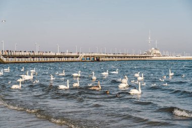 Kışın Baltık Denizi 'ndeki kuğular ve martılar Polonya' nın yerini belirler. Birçok deniz kuşu, martı ve bir kuğu kıyıya yakın yerlerde yemek yer. Deniz kıyısında bir sürü kuş, vahşi yaşam resmi. konsept, su kuşları, açık hava.