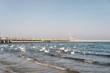 Kışın Baltık Denizi kıyısındaki kuğular ve martılar Polonya 'nın benekli bir şehridir. Aç martılar ve kuğular yemek için yarışıyorlar. Gdansk 'ta Baltık Denizi' ndeki Kuğular. Sopot İskelesi.