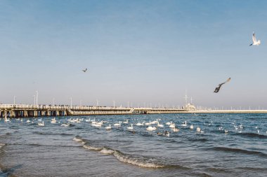 Kışın Baltık Denizi kıyısındaki kuğular ve martılar Polonya 'nın benekli bir şehridir. Aç martılar ve kuğular yemek için yarışıyorlar. Gdansk 'ta Baltık Denizi' ndeki Kuğular. Sopot İskelesi.