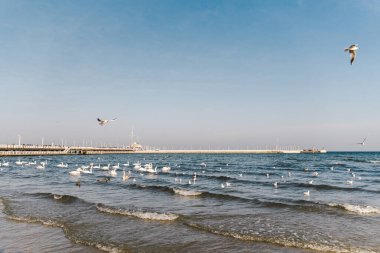 Polonya 'nın Sopot kentindeki Baltık deniz sahilinde kuğular ve martılar. Deniz kuşları kışı açık deniz koyunda geçirirler. Kışın denizdeki kuğular.