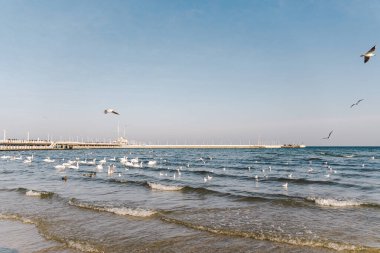 Kışın Baltık Denizi 'ndeki kuğular ve martılar Polonya' nın yerini belirler. Birçok deniz kuşu, martı ve bir kuğu kıyıya yakın yerlerde yemek yer. Deniz kıyısında bir sürü kuş, vahşi yaşam resmi. konsept, su kuşları, açık hava.