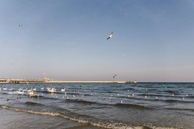 Polonya 'nın Sopot kentindeki Baltık deniz sahilinde kuğular ve martılar. Deniz kuşları kışı açık deniz koyunda geçirirler. Kışın denizdeki kuğular.