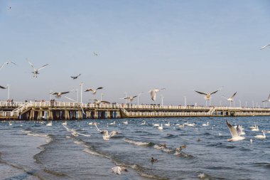 Kışın Baltık Denizi kıyısındaki kuğular ve martılar Polonya 'nın benekli bir şehridir. Aç martılar ve kuğular yemek için yarışıyorlar. Gdansk 'ta Baltık Denizi' ndeki Kuğular. Sopot İskelesi.