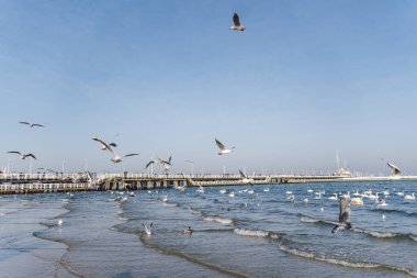 Kışın Baltık Denizi 'ndeki kuğular ve martılar Polonya' nın yerini belirler. Birçok deniz kuşu, martı ve bir kuğu kıyıya yakın yerlerde yemek yer. Deniz kıyısında bir sürü kuş, vahşi yaşam resmi. konsept, su kuşları, açık hava.