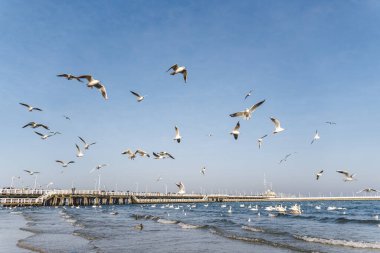 Polonya 'nın Sopot kentindeki Baltık deniz sahilinde kuğular ve martılar. Deniz kuşları kışı açık deniz koyunda geçirirler. Kışın denizdeki kuğular.