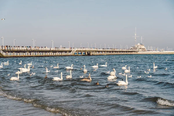 Kışın Baltık Denizi 'ndeki kuğular ve martılar Polonya' nın yerini belirler. Birçok deniz kuşu, martı ve bir kuğu kıyıya yakın yerlerde yemek yer. Deniz kıyısında bir sürü kuş, vahşi yaşam resmi. konsept, su kuşları, açık hava.