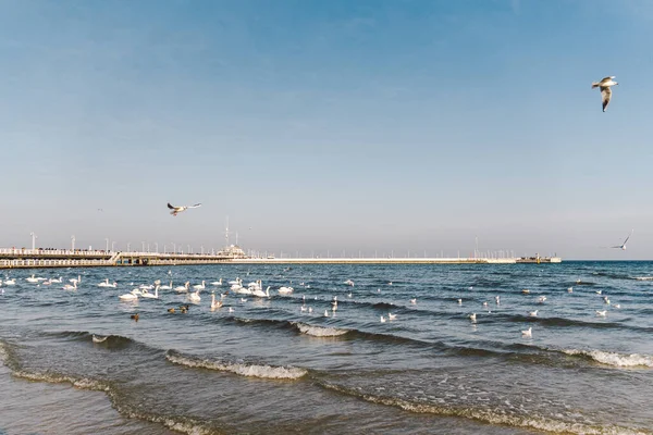 Swans and seagulls at the Baltic sea beach in Sopot, Poland. Seabirds winter in the open sea bay. Swans on winter sea.