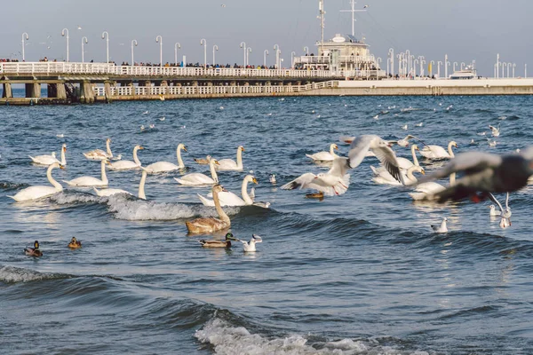 冬季在波罗的海上的天鹅和海鸥 点缀波兰城 许多海鸟 海鸥和天鹅都在海岸附近吃东西 许多鸟在海滨 野生动物图片 户外水鸟概念 — 图库照片