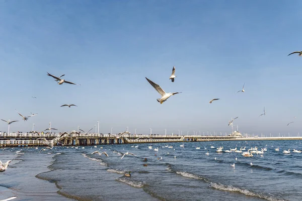 冬季在波罗的海沿岸的天鹅和海鸥 地点是波兰城市 饥饿的野生海鸥和天鹅争夺食物 位于格但斯克波罗的海的天鹅 水壶中的码头 — 图库照片