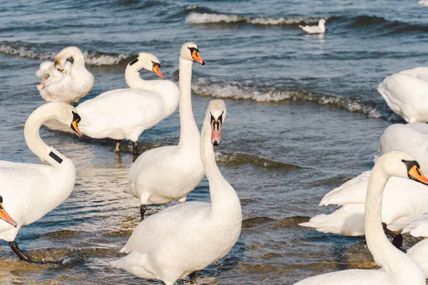 Cisnes Gaviotas Costa Mar Báltico Invierno Ciudad Spot Polonia Hambrientas — Foto de Stock