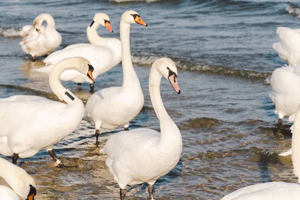 Лебеди Чайки Пляже Балтийского Моря Сопоте Польша Морские Птицы Зимуют — стоковое фото